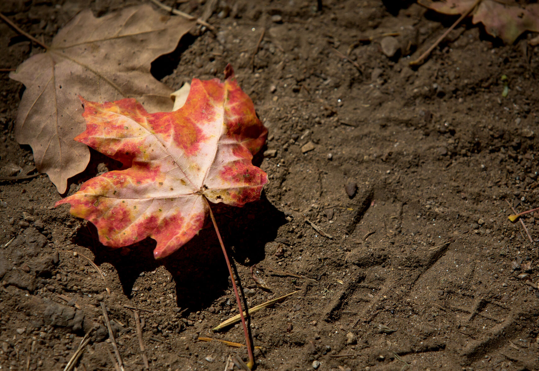 Fall colors